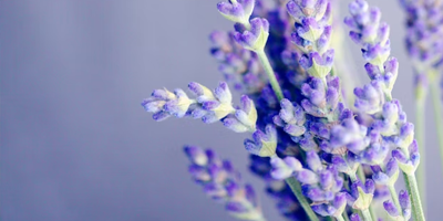 lavanda