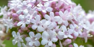Valeriana