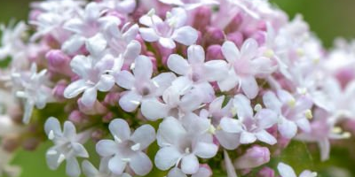 valeriana